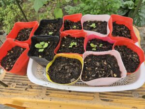 種から植えた白菜が芽をだしたところ