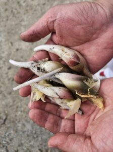 家庭菜園で収穫したみょうがを手に持ってるところ