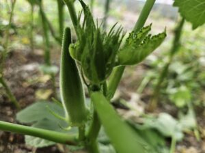 家庭菜園のオクラ