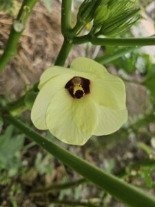 家庭菜園のオクラの花