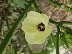 家庭菜園オクラの花