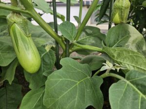 家庭菜園の白ナス