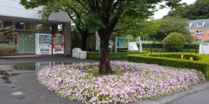 足利フラワーパーク