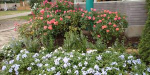 足利フラワーパークの花
