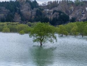 新緑のシロヤナギが広がる白川湖の水没林