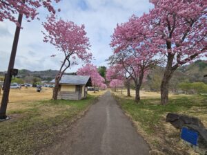白川湖周辺に咲いていた桜